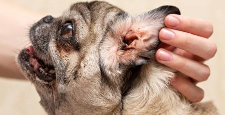Otitis dog | Veterinary Clinic