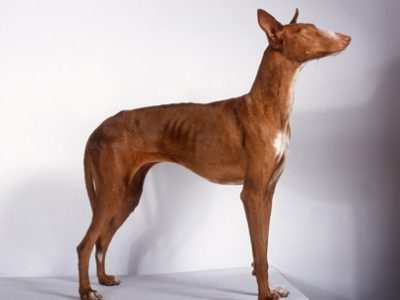 Podenco canario | Clinica La Veterinaria