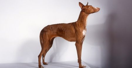 Podenco canario | La Veterinaria Clinic