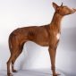 Podenco canario | Clinica La Veterinaria