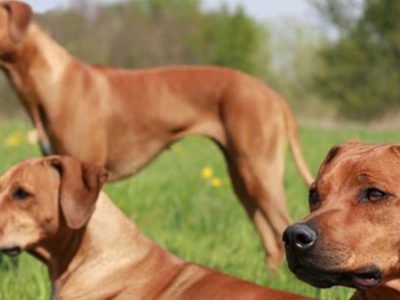 Rhodesian Ridgeback | Clinica La Veterinaria