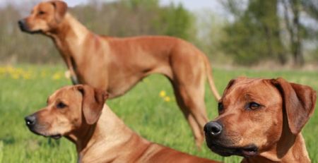 Rhodesian Ridgeback | Clinica La Veterinaria