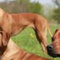 Rhodesian Ridgeback | Clinica La Veterinaria