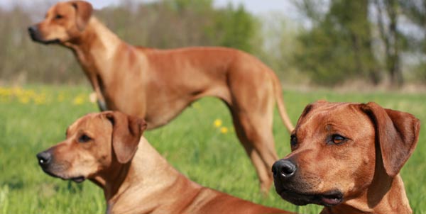 Rhodesian Ridgeback | Clinica La Veterinaria