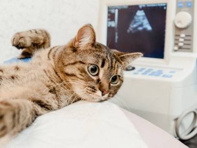 Sangue nelle feci del gatto | Clinica La Veterinaria