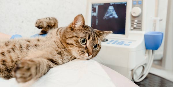 Sangue nelle feci del gatto | Clinica La Veterinaria