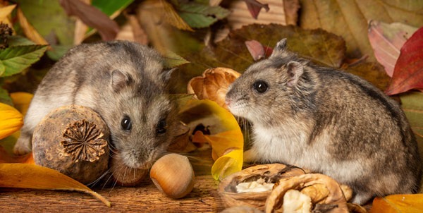 Criceto russo | Clinica La Veterinaria