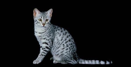 Gatto Egyptian Mau | Clinica La Veterinaria