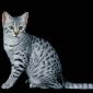 Gatto Egyptian Mau | Clinica La Veterinaria