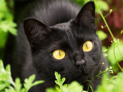 Il gatto Bombay | Clinica La Veterinaria