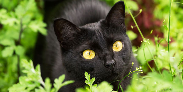 The Bombay Cat | The Veterinary Clinic