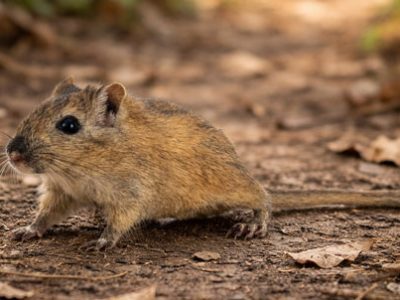 Gerbillo | Clinica La Veterinaria