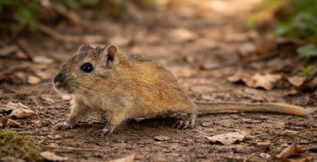 Gerbillo | Clinica La Veterinaria