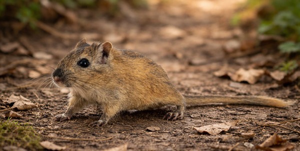 Gerbillo | Clinica La Veterinaria