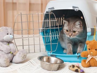 Cat Carrier | La Veterinaria Clinic
