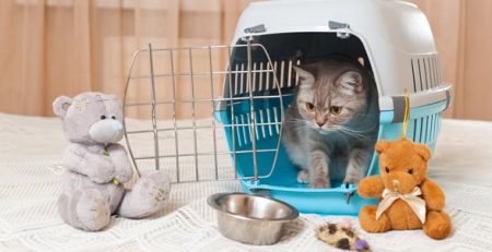 Trasportino per gatti | Clinica La Veterinaria