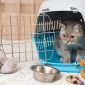 Trasportino per gatti | Clinica La Veterinaria