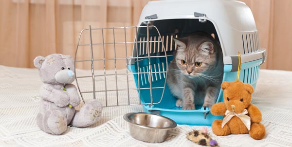 Trasportino per gatti | Clinica La Veterinaria