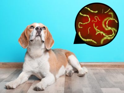Lombrices intestinales del perro | Clínica La Veterinaria