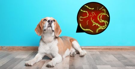 Vermi intestinali cane | Clinica La Veterinaria