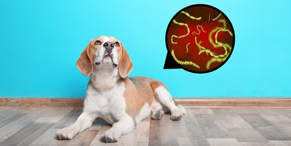 Vermi intestinali cane | Clinica La Veterinaria