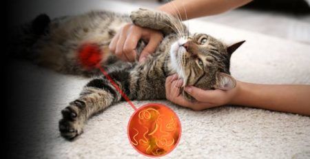 Dog diarrhea cat diarrhea | La Veterinaria Clinic