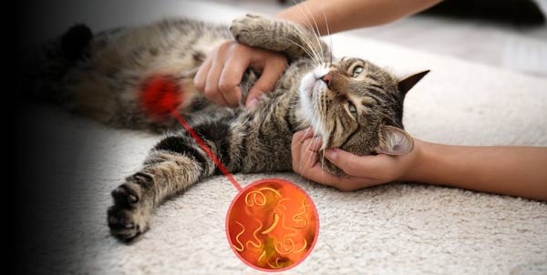 Dog diarrhea cat diarrhea | La Veterinaria Clinic