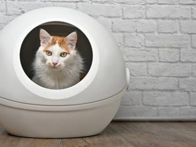 Cat litter box | La Veterinaria Clinic
