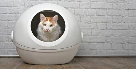 Arena para gatos | Clínica La Veterinaria