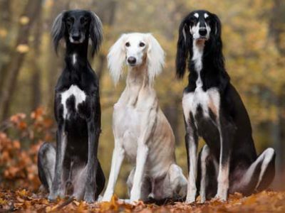 Saluki levriero persiano | Clinica La Veterinaria
