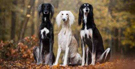 Saluki Galgo persa | Clínica La Veterinaria