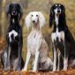 Saluki Galgo persa | Clínica La Veterinaria