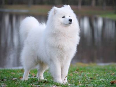 Samoiedo | Clinica La Veterinaria