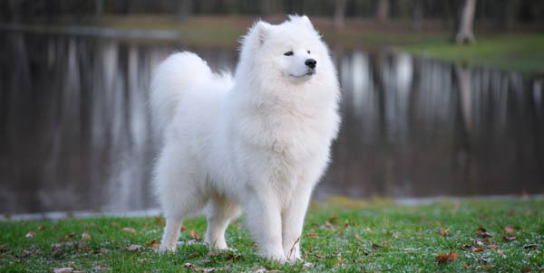 Samoiedo | Clinica La Veterinaria