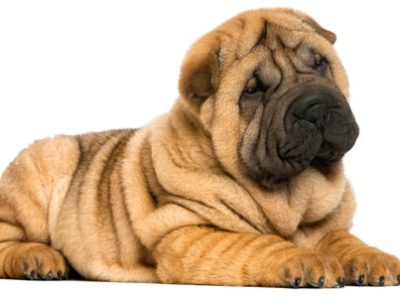 Shar Pei | Clinica La Veterinaria