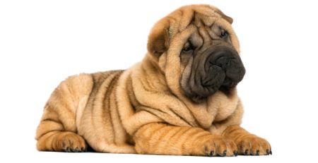 Shar Pei | Clinica La Veterinaria