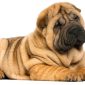 Shar Pei | Clinica La Veterinaria