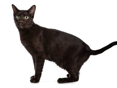 Gatto Havana Brown | Clinica La Veterinaria