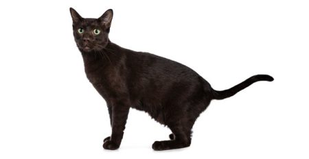 Gatto Havana Brown | Clinica La Veterinaria