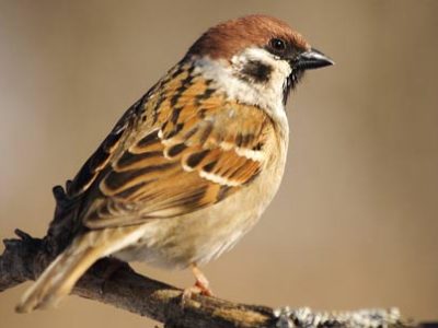 Giornata del passero domestico | Clinica La Veterinaria
