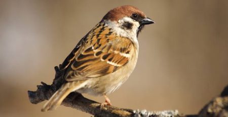 Giornata del passero domestico | Clinica La Veterinaria