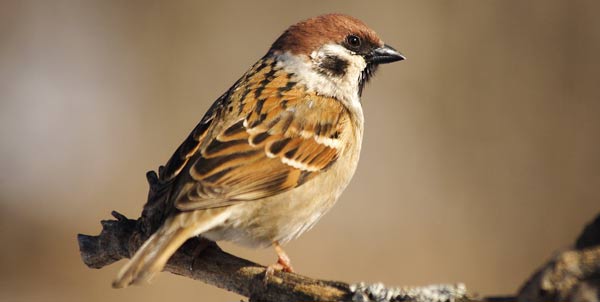 Giornata del passero domestico | Clinica La Veterinaria