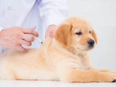 Vaccinazione cane cucciolo | Clinica La Veterinaria