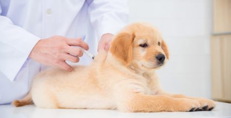 Vaccinazione cane cucciolo | Clinica La Veterinaria