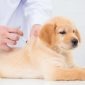 Vaccinazione cane cucciolo | Clinica La Veterinaria