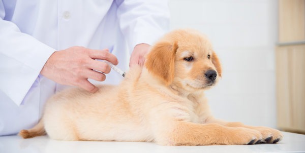 Vaccinazione cane cucciolo | Clinica La Veterinaria