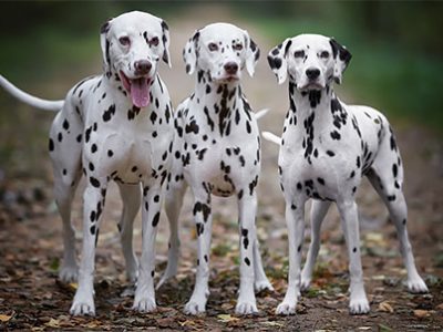 Dalmata | Clinica La Veterinaria