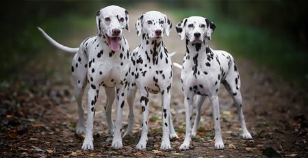 Dalmatian | Veterinary Clinic