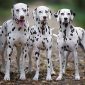 Dalmata | Clinica La Veterinaria