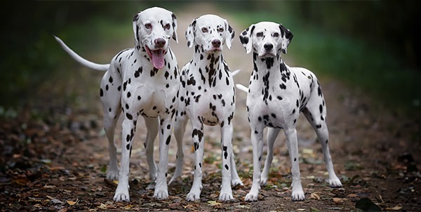 Dalmata | Clinica La Veterinaria